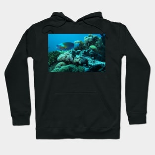 RED SEA MARINE LIFE Hoodie